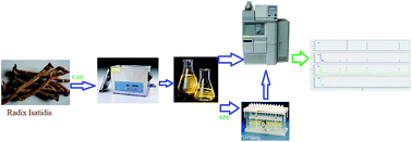 Graphical abstract: Ultrasound-assisted extraction coupled with SPE-HPLC-DAD for the determination of three bioactive phenylpropanoids from Radix Isatidis