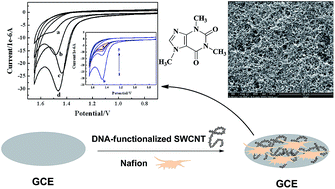 Graphical abstract: Sensitive voltammetric detection of caffeine in tea and other beverages based on a DNA-functionalized single-walled carbon nanotube modified glassy carbon electrode