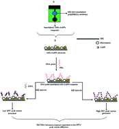 Graphical abstract: Single-step and reagentless analysis of genetically modified soybean DNA with an electrochemical DNA biosensor