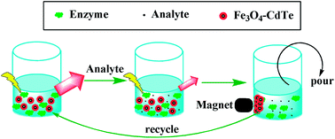 Graphical abstract: Magnetic–fluorescent nanocomposites as reusable fluorescence probes for sensitive detection of hydrogen peroxide and glucose