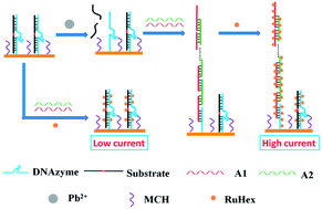 Graphical abstract: Enzyme-free and label-free electrochemical biosensor for lead ion based on DNA concatamers and hexaammineruthenium