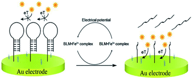 Graphical abstract: Amplified detection of bleomycin based on an electrochemically driven recycling strategy