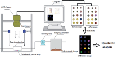Graphical abstract: Analysis of volatile organic compounds from Chinese vinegar substrate during solid-state fermentation using a colorimetric sensor array