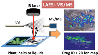 Graphical abstract: Direct analysis of drugs in forensic applications using laser ablation electrospray ionization-tandem mass spectrometry (LAESI-MS/MS)