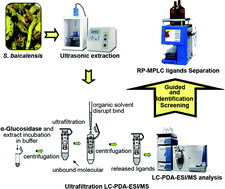 Graphical abstract: Ultrafiltration LC-PDA-ESI/MS combined with reverse phase-medium pressure liquid chromatography for screening and isolation potential α-glucosidase inhibitors from Scutellaria baicalensis Georgi