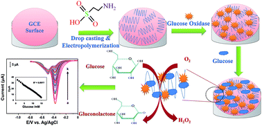 Graphical abstract: An enhanced direct electrochemistry of glucose oxidase at poly(taurine) modified glassy carbon electrode for glucose biosensor