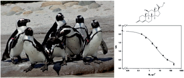 Graphical abstract: A broad-selective enzyme immunoassay for non-invasive stress assessment in African penguins (Spheniscus demersus) held in captivity