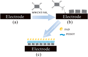 Graphical abstract: Simultaneous determination of ascorbic acid, dopamine, uric acid and hydrogen peroxide based on co-immobilization of PEDOT and FAD using multi-walled carbon nanotubes