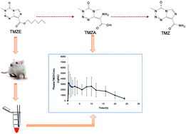 Graphical abstract: Simultaneous determination of temozolomide acid and its hexyl ester in plasma by LC-MS/MS: application to the first pharmacokinetic study of temozolomide hexyl ester in rats