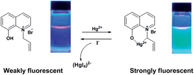 Graphical abstract: A novel turn-on fluorescent probe for Hg2+ in water based on 8-hydroxyquinoline