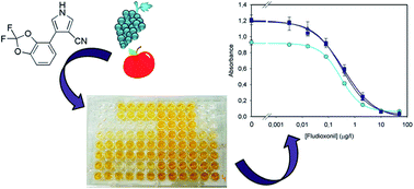 Graphical abstract: Development of a sensitive and specific enzyme-linked immunosorbent assay for the determination of fludioxonil residues in fruit juices