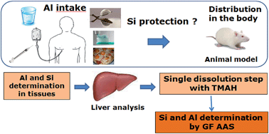 Graphical abstract: Determination of aluminum and silicon in bovine liver by graphite furnace atomic absorption spectrometry after dissolution with tetramethylammonium hydroxide