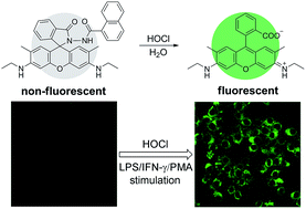Graphical abstract: A rhodamine hydrazide-based fluorescent probe for sensitive and selective detection of hypochlorous acid and its application in living cells