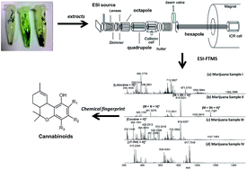 Graphical abstract: Chemical identification of cannabinoids in street marijuana samples using electrospray ionization FT-ICR mass spectrometry
