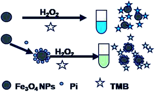 Graphical abstract: A new colorimetric protocol for selective detection of phosphate based on the inhibition of peroxidase-like activity of magnetite nanoparticles
