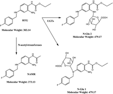 Graphical abstract: Development and validation of a quantitative method for determination of retigabine and its N-acetyl metabolite; overcoming challenges associated with circulating labile N-glucuronide metabolites
