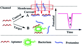 Graphical abstract: A chronopotentiometric flow injection system for aptasensing of E. coli O157