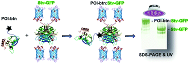 Graphical abstract: In-gel detection of biotin–protein conjugates with a green fluorescent streptavidin probe