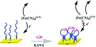 Graphical abstract: A label-free electrochemical aptasensor for the detection of kanamycin in milk
