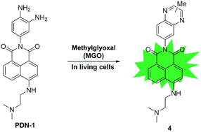 Graphical abstract: A two-photon fluorescent probe for selective methylglyoxal detection and application in living cells