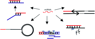 Graphical abstract: Nucleic acid amplification-based methods for microRNA detection