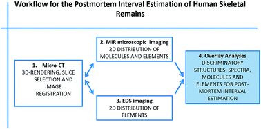Graphical abstract: Post-mortem interval estimation of human skeletal remains by micro-computed tomography, mid-infrared microscopic imaging and energy dispersive X-ray mapping