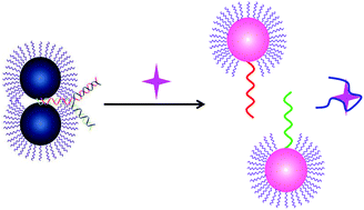 Graphical abstract: Disassembly of gold nanoparticle dimers for colorimetric detection of ochratoxin A