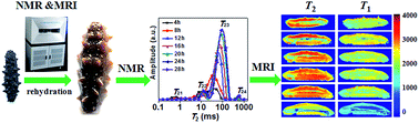 Graphical abstract: A non-invasive NMR and MRI method to analyze the rehydration of dried sea cucumber