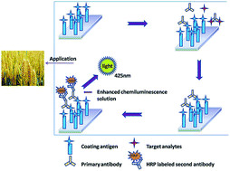 Graphical abstract: A sensitive chemiluminescence enzyme immunoassay for the determination of deoxynivalenol in wheat samples