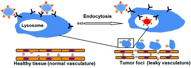 Graphical abstract: A targetable acid-responsive micellar system for signal activation based high performance surgical resolution of tumors