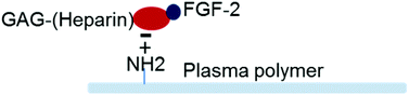 Graphical abstract: Development of a surface to enhance the effectiveness of fibroblast growth factor 2 (FGF-2)