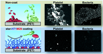Graphical abstract: Utilization of star-shaped polymer architecture in the creation of high-density polymer brush coatings for the prevention of platelet and bacteria adhesion