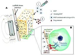 Graphical abstract: Magnetic composite biomaterials for tissue engineering
