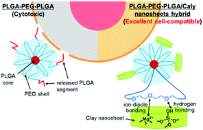 Graphical abstract: A nanocomposite approach to develop biodegradable thermogels exhibiting excellent cell-compatibility for injectable cell delivery