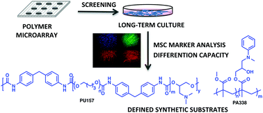 Graphical abstract: A high-throughput polymer microarray approach for identifying defined substrates for mesenchymal stem cells