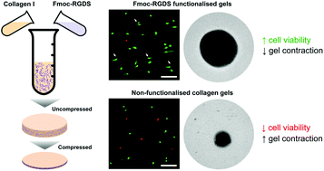 Graphical abstract: The bioactivity of composite Fmoc-RGDS-collagen gels