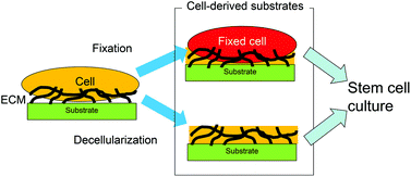 Graphical abstract: Stem cell culture using cell-derived substrates