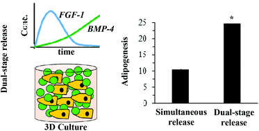 Graphical abstract: Dual-stage growth factor release within 3D protein-engineered hydrogel niches promotes adipogenesis