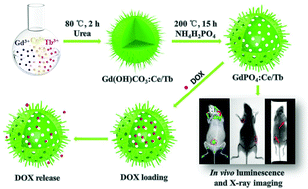 Graphical abstract: Urchin-like Ce/Tb co-doped GdPO4 hollow spheres for in vivo luminescence/X-ray bioimaging and drug delivery