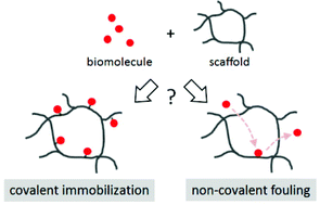 Graphical abstract: Strategies to balance covalent and non-covalent biomolecule attachment within collagen-GAG biomaterials