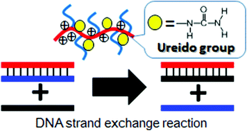 Graphical abstract: DNA strand exchange reaction activated by cationic comb-type copolymers having ureido groups