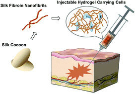 Graphical abstract: Thixotropic silk nanofibril-based hydrogel with extracellular matrix-like structure