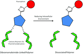 Graphical abstract: Reducible, dibromomaleimide-linked polymers for gene delivery