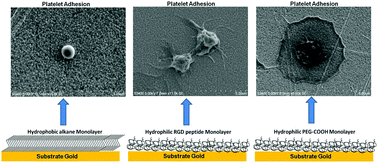 Graphical abstract: Ligand capture and activation of human platelets at monolayer modified gold surfaces