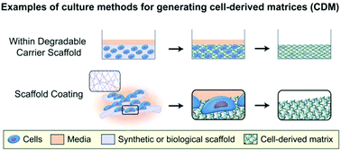 Graphical abstract: Cell-derived matrices for tissue engineering and regenerative medicine applications