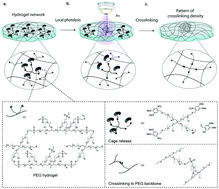 Graphical abstract: Microscale patterning of hydrogel stiffness through light-triggered uncaging of thiols