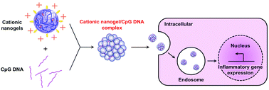 Graphical abstract: Effective CpG DNA delivery using amphiphilic cycloamylose nanogels