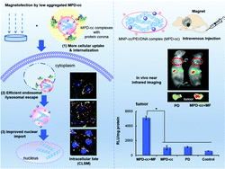 Graphical abstract: Insight into the efficient transfection activity of a designed low aggregated magnetic polyethyleneimine/DNA complex in serum-containing medium and the application in vivo