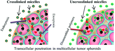 Graphical abstract: Enhanced transcellular penetration and drug delivery by crosslinked polymeric micelles into pancreatic multicellular tumor spheroids
