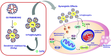 Graphical abstract: Multicomponent 5-fluorouracil loaded PAMAM stabilized-silver nanocomposites synergistically induce apoptosis in human cancer cells